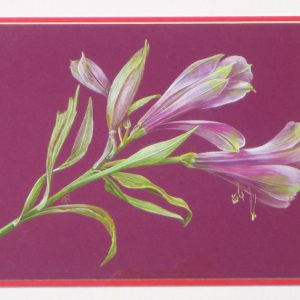 Alstromeria