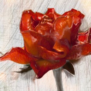 Everlasting Rose