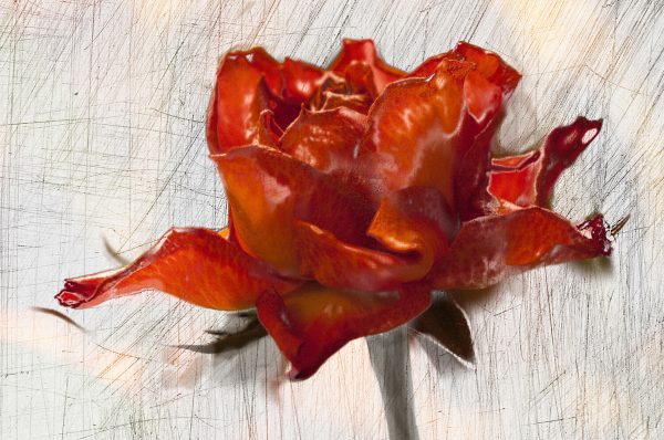 Everlasting Rose