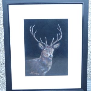 Handsome Buck