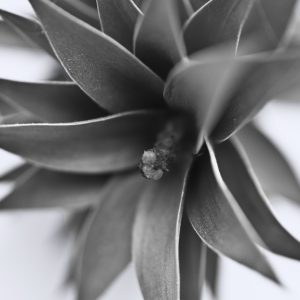 Monkey Puzzle Cone