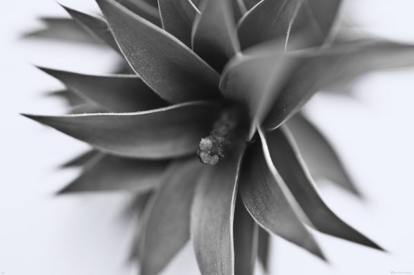 Monkey Puzzle Cone