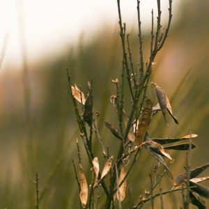 Seed Pods