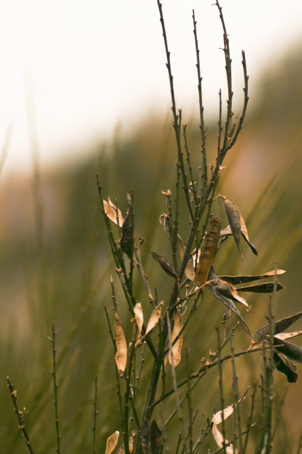 Seed Pods