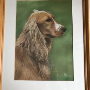 Spaniel