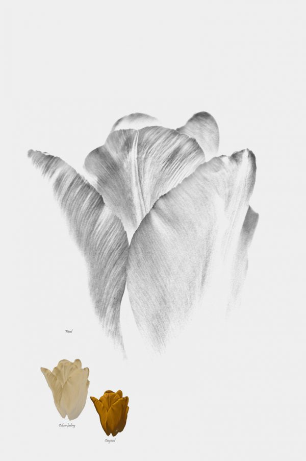 Spiritual Tulip Creation