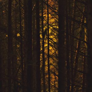 Stained Glass Trees