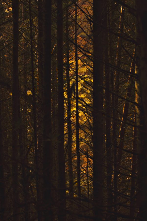 Stained Glass Trees