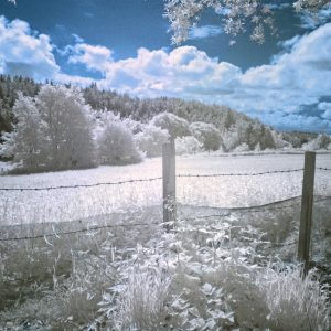 Surreal Trees