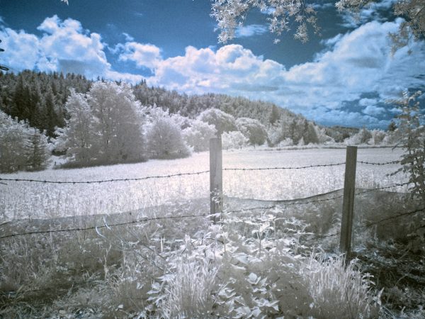 Surreal Trees