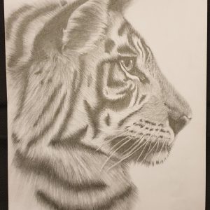 Tigress