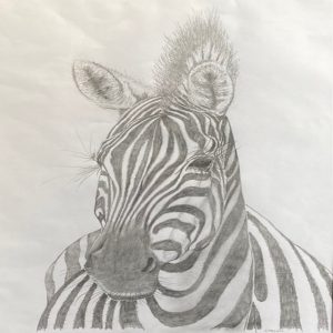 Zebra